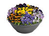 Viola Admire Maxi Mix Flower Seeds - ChhajedGarden.com