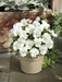 Viola Admire White Flower Seeds - ChhajedGarden.com