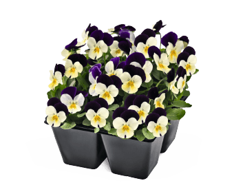 Viola Admire White Purple Wing Flower Seeds - ChhajedGarden.com