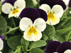 Viola Admire White Purple Wing Flower Seeds - ChhajedGarden.com