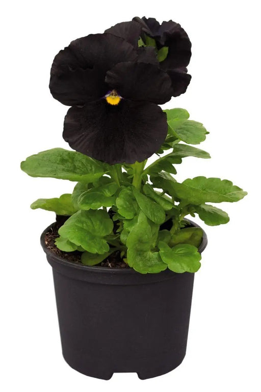 Viola Atlas Black Flower Seeds - CGASPL