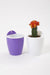 Violet-White Self Watering Hanging Planter Flower Pot - CGASPL