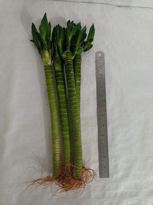 Lotus Bamboo Live Plants 30 cm (12 Sticks) - ChhajedGarden.com