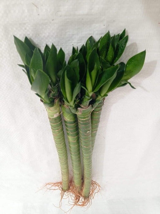 Lotus Bamboo Live Plants 30 cm (12 Sticks) - ChhajedGarden.com