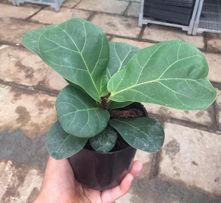 Ficus Lyrata Plant