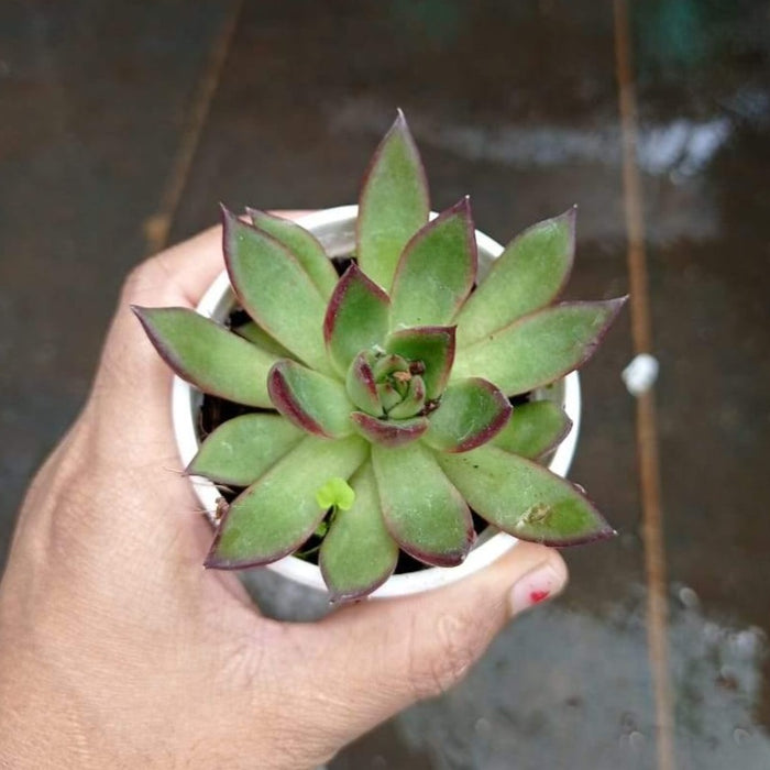 Echeveria 'Benimusume' Small Succulent Plant - ChhajedGarden.com