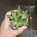 Echeveria 'Benimusume' Small Succulent Plant - ChhajedGarden.com