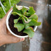 Green Succulent Plant - ChhajedGarden.com