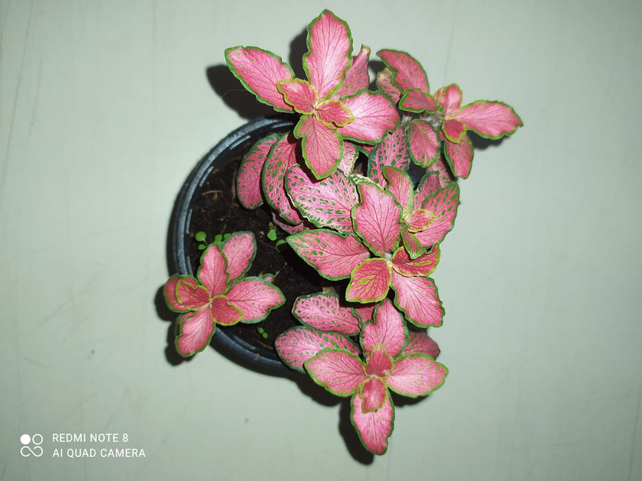 Fittonia 'Jungle Flame' Red-Pink Plant