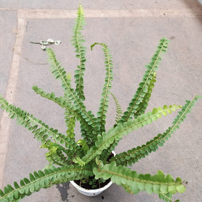 Green Fern Plant
