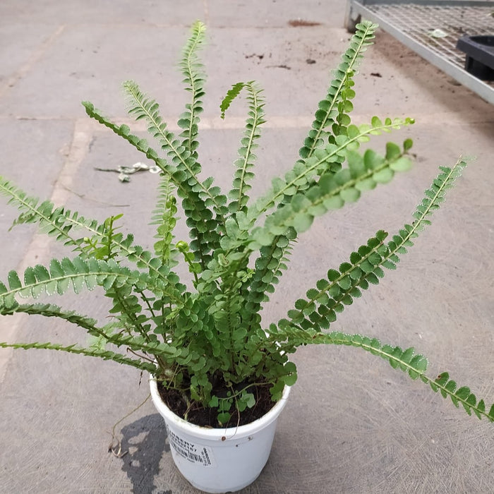 Green Fern Plant