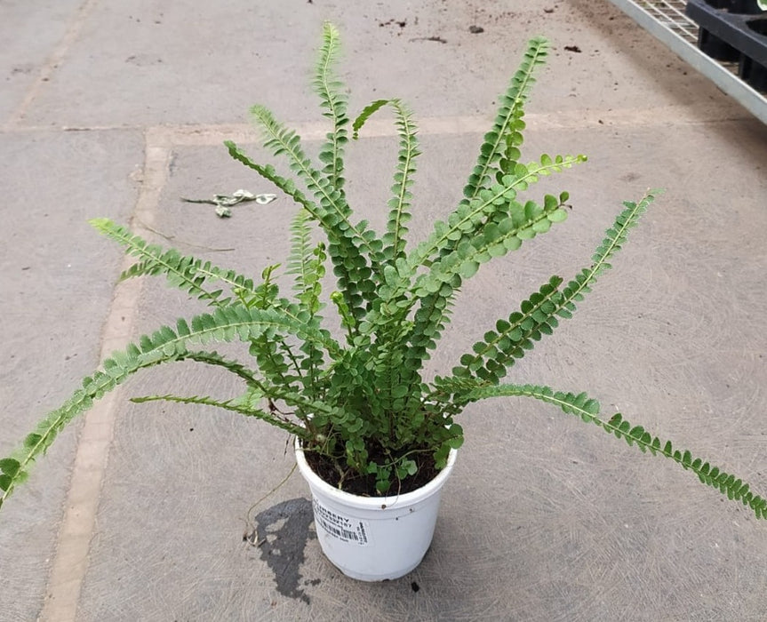 Green Fern Plant