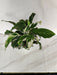 Calathea White Fusion Plants 