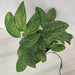 Stylish hanging display of Monstera Peru Green with its captivating foliage