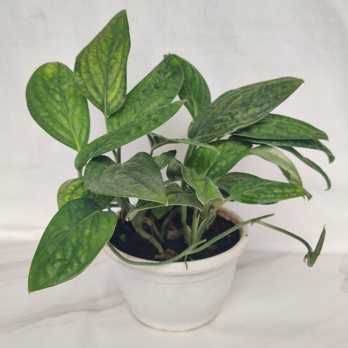 Monstera Peru Green Hanging Plant - Adds Tropical Elegance to Hanging Displays