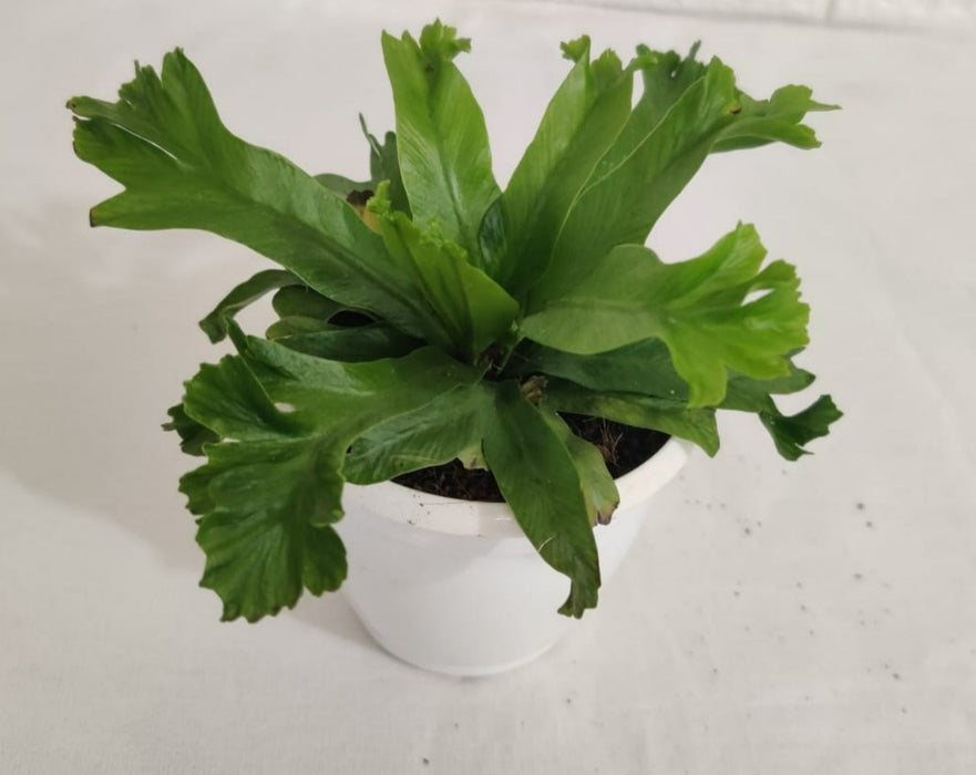 Asplenium Nidus Lesile Plant