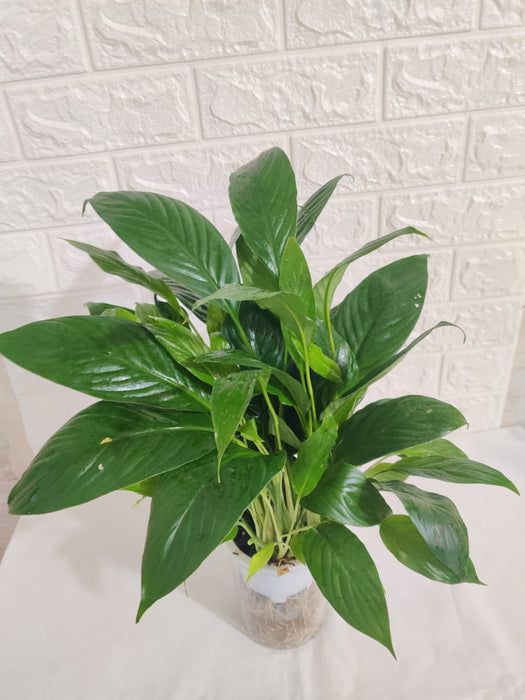 Peace Lily (Spathiphyllum) Green Plant With Self Watering Pot