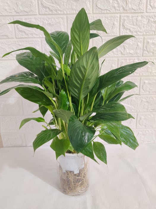 are self watering pots good for peace lilies Peace Lily (Spathiphyllum) Green Plant