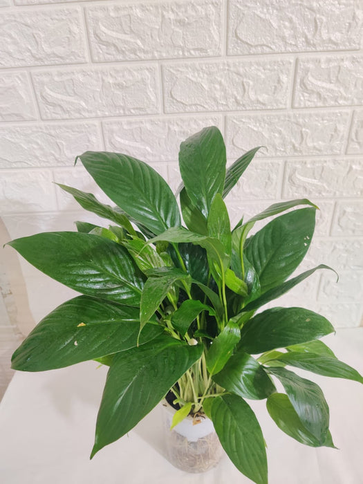 Peace Lily (Spathiphyllum) Green Plant With Self Watering Pot