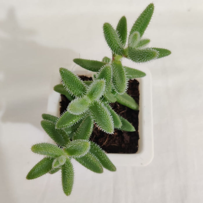 Delosperma Pruinosum Succulent Plant