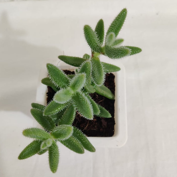 Delosperma Pruinosum Succulent Plant