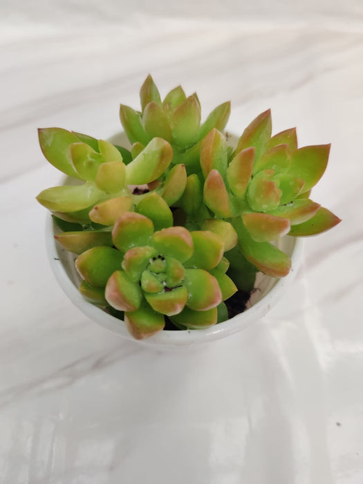 Sedum Adolphii (Sedum Golden Glow) Succulent Plant