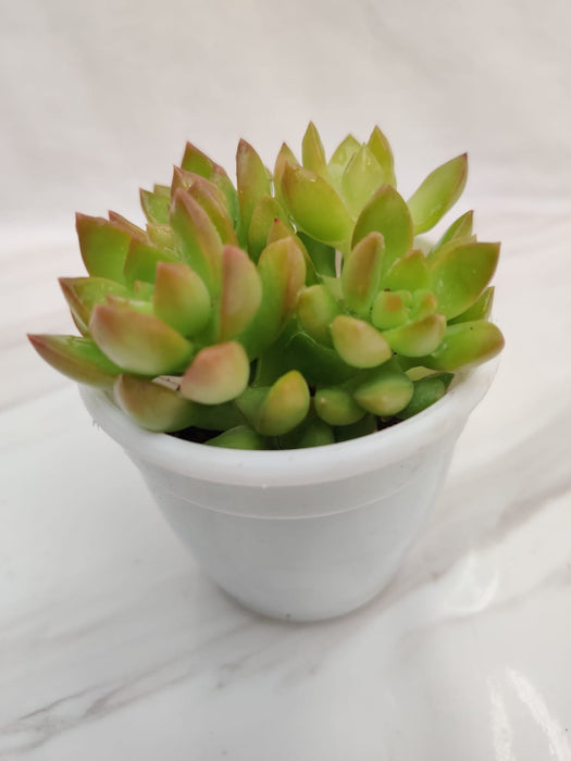 Sedum Adolphii (Sedum Golden Glow) Succulent Plant