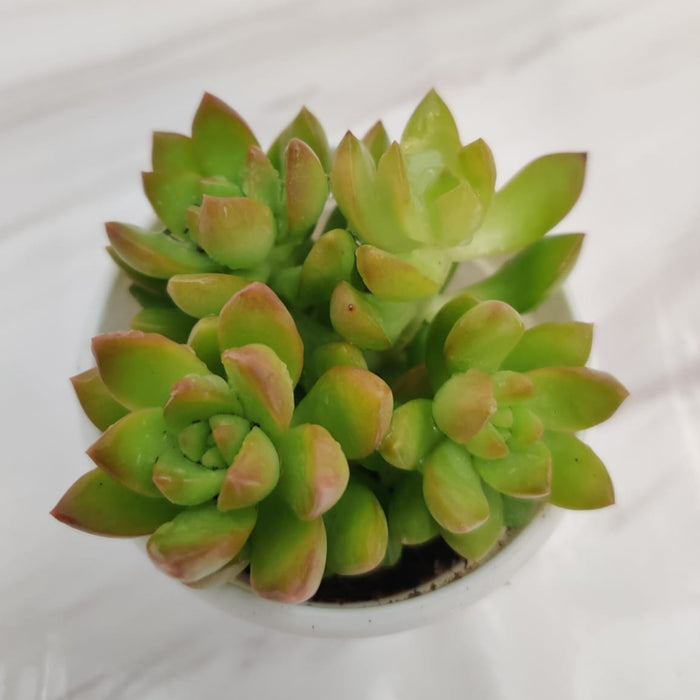 Sedum Adolphii (Sedum Golden Glow) Succulent Plant