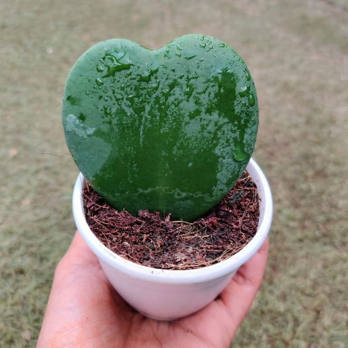 Hoya Heart Plant