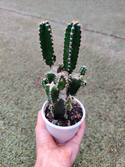 Non grafted Cactus (Any Three )