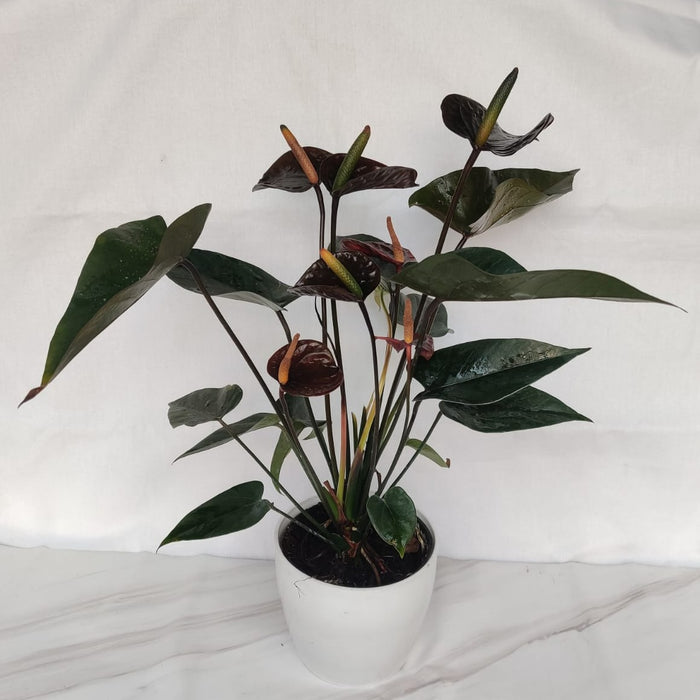 Anthurium Black Color  Plant