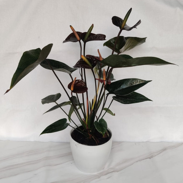Anthurium Black Color  Plant