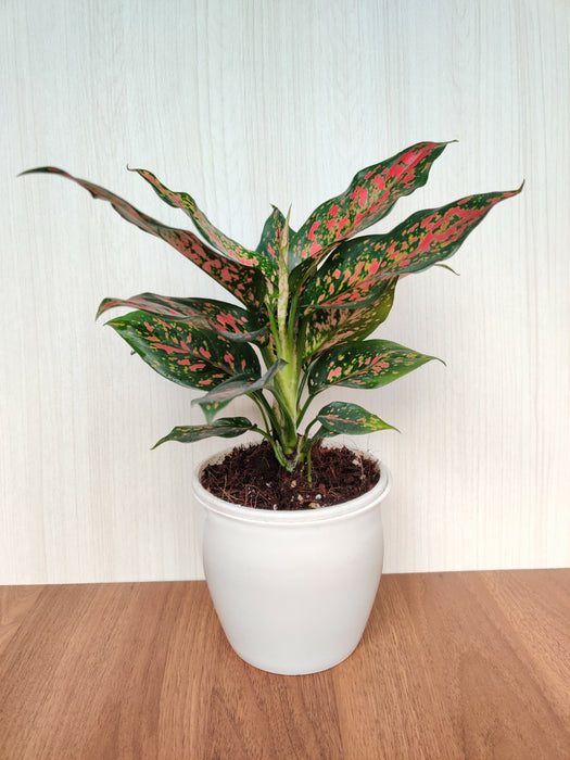 red elephant aglaonema Aglaonema Elephant Red Plant – ChhajedGarden.com