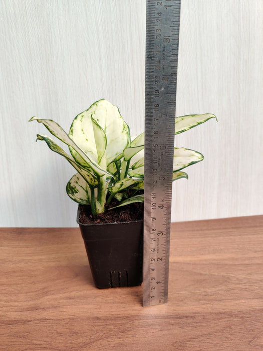 Aglaonema Super White Plant