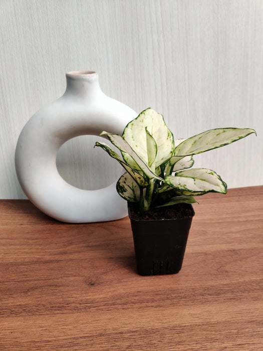 Aglaonema Super White Plant