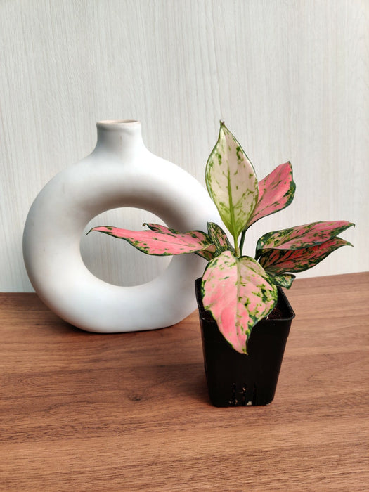 aglaonema angel Buy Aglaonema Angel Plant Online