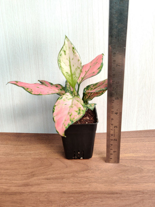 Aglaonema Plant, Lush Pink Leaves