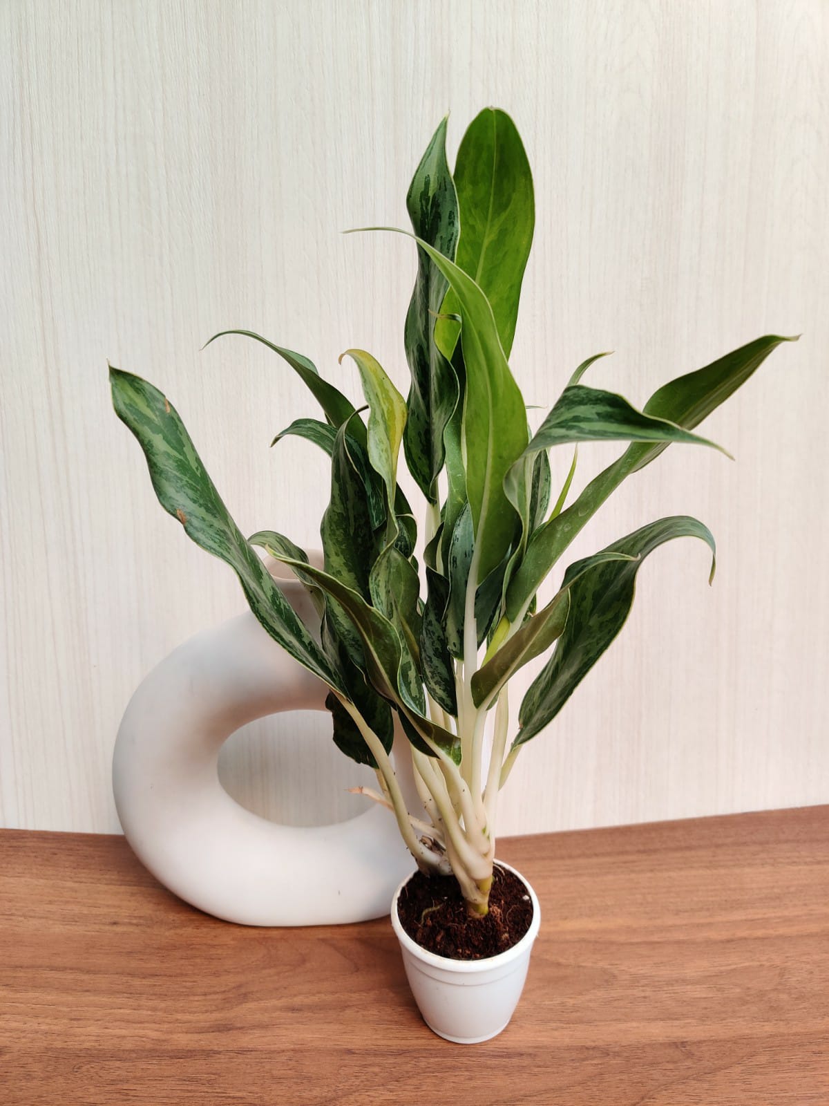 white stem aglaonema Aglaonema White Stem Small Plant