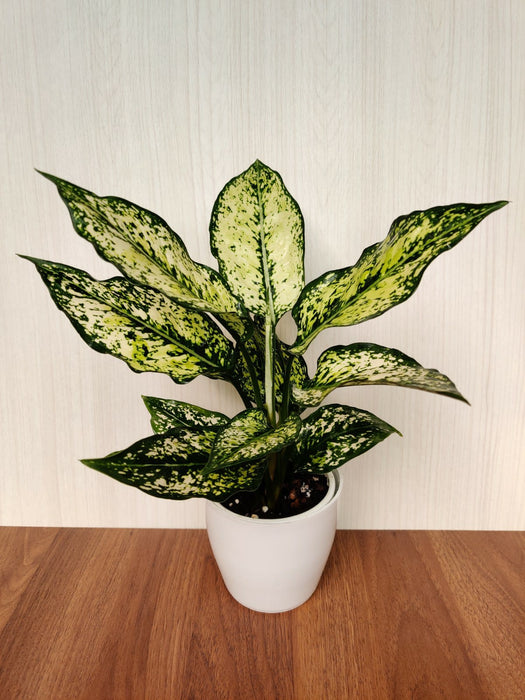 Aglaonema Snow White - Healthy Air-Purifying Benefits