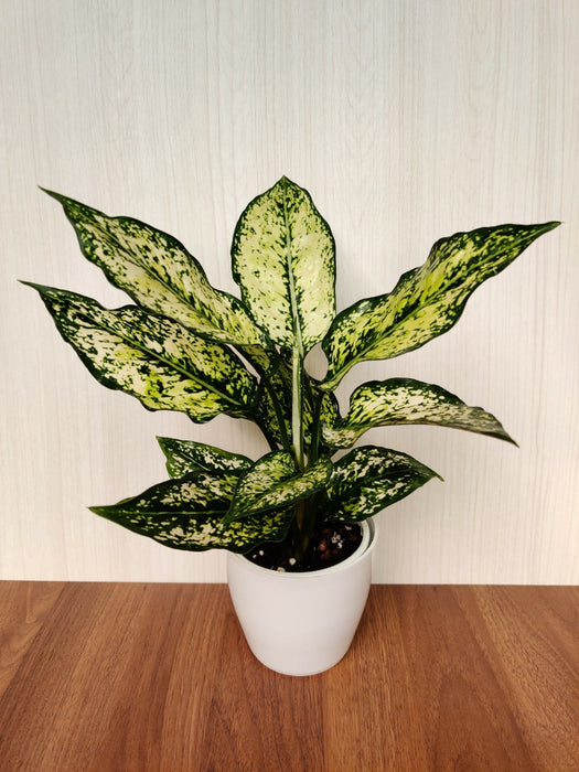 aglaonema snow white benefits Aglaonema Snow White Plant - Exotic White and Green Foliage
