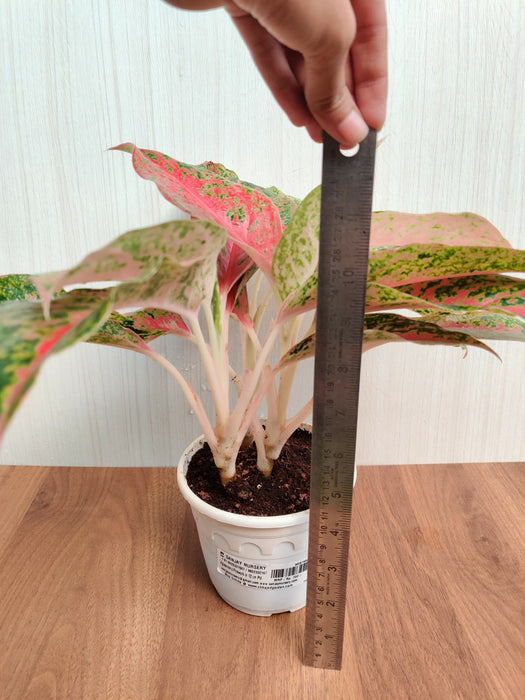 aglaonema fireworks Aglaonema Firework Big Plant – ChhajedGarden.com