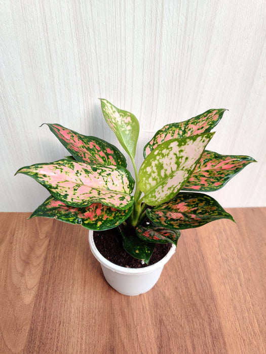 Aglaonema Anjuman Pink Plant - Placed on Desk