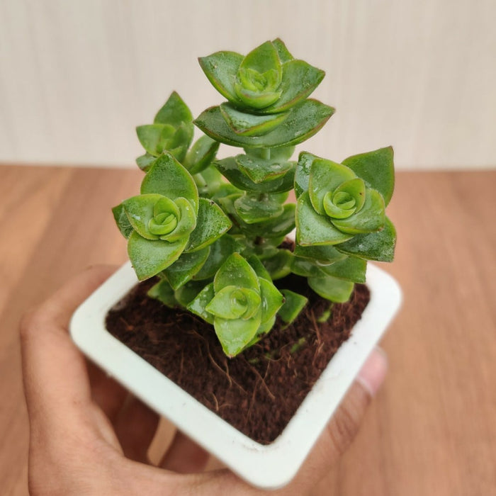 Crassula Perforata Green Ivory Towers Succulent Plant