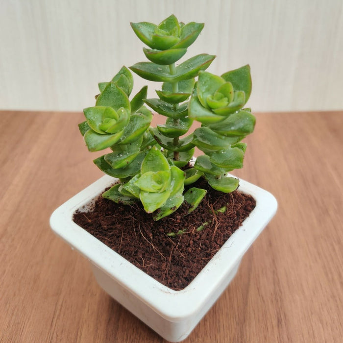 Crassula Perforata Green Ivory Towers Succulent Plant