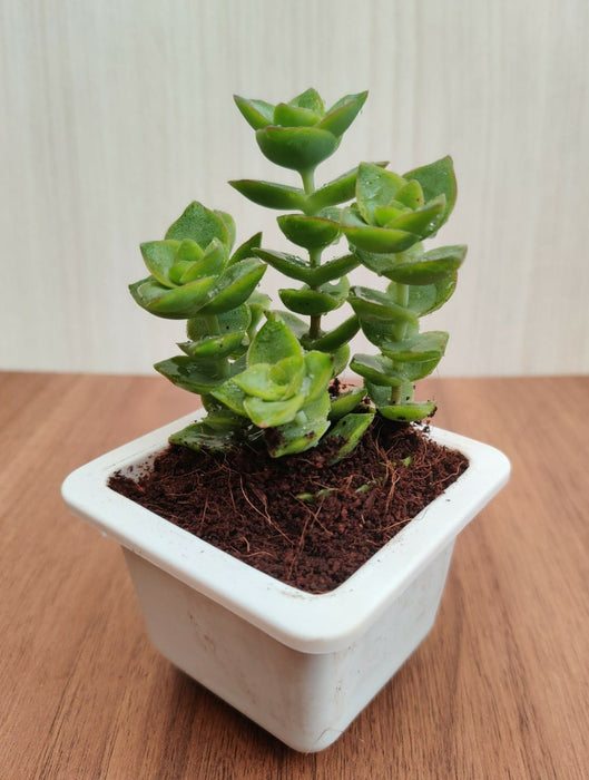 Crassula Perforata Green Ivory Towers Succulent Plant