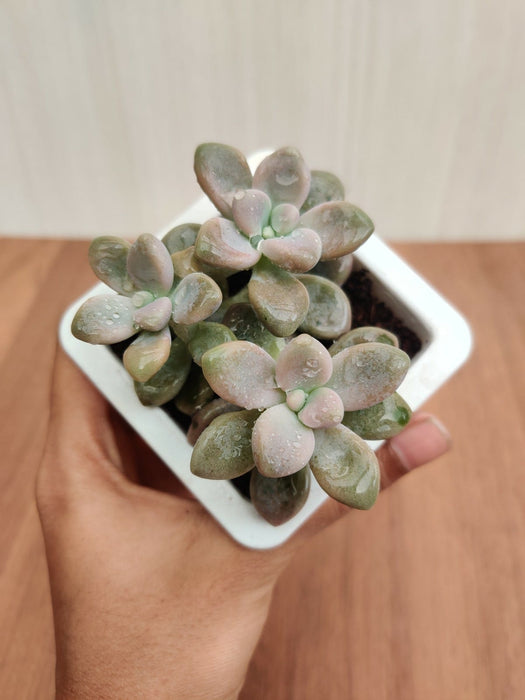 Graptopetalum Ellen Succulent Plant
