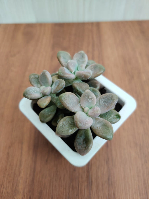 Graptopetalum Ellen Succulent Plant