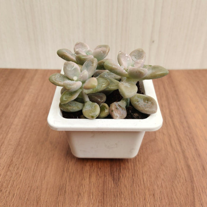 Graptopetalum Ellen Succulent Plant