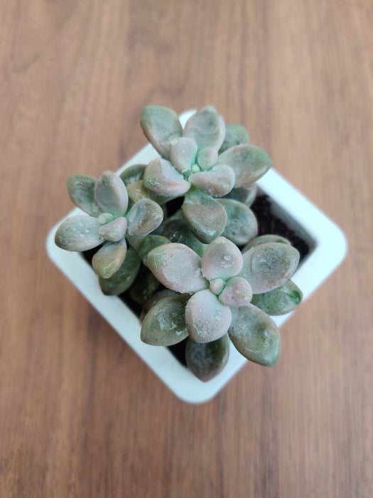 ellen succulent Graptopetalum Ellen Succulent Plant – ChhajedGarden.com