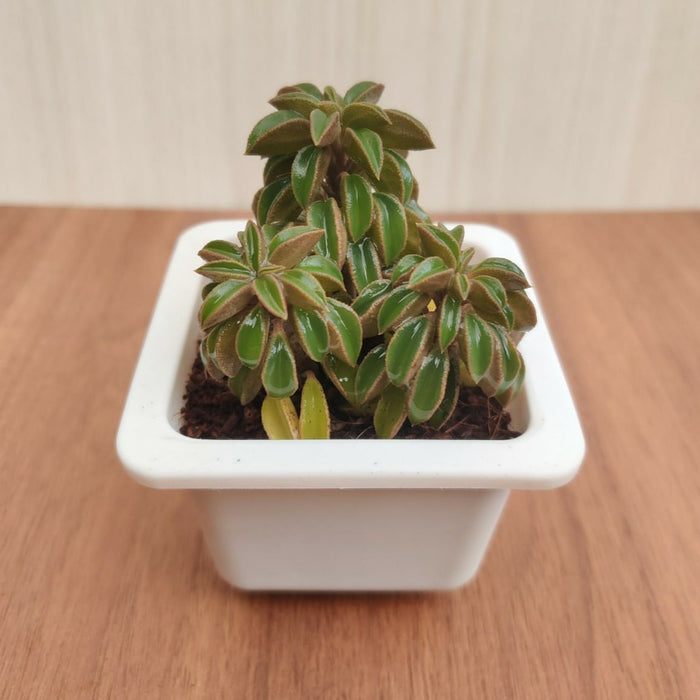 Peperomia Nivalis   Pot Succulent Plant